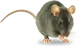 5 Tips to Keep Your Homes Rodent-Free