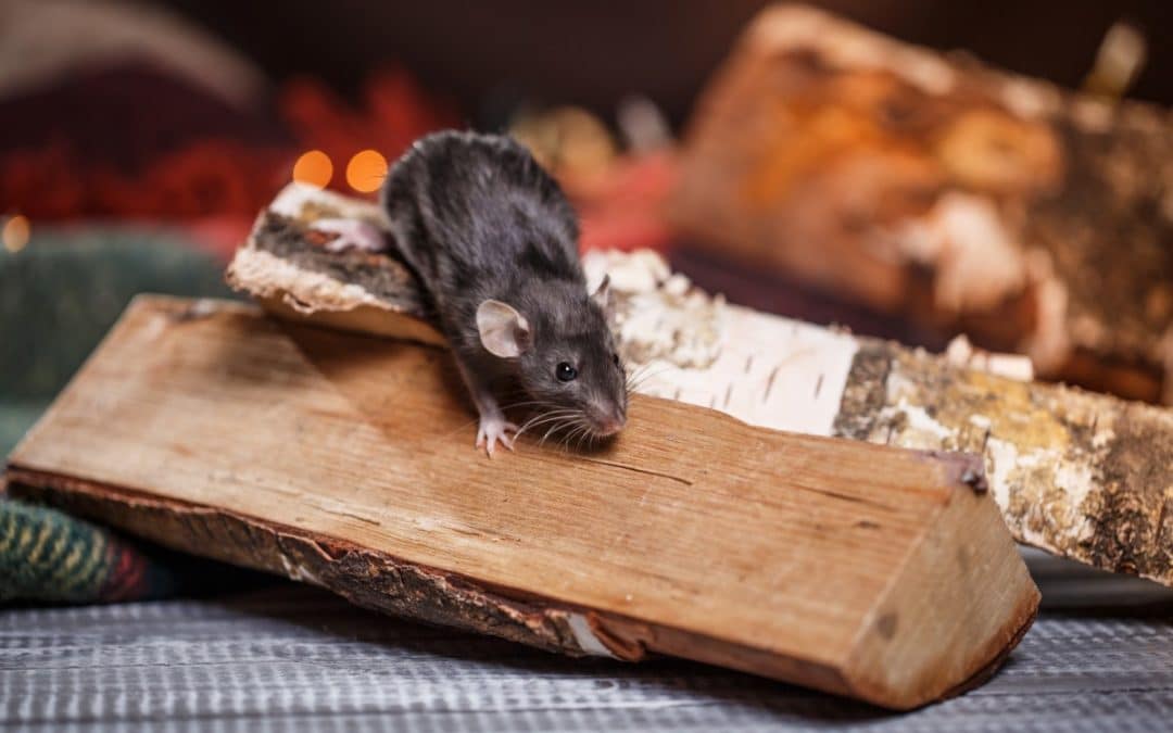 How to protect my home against rodents