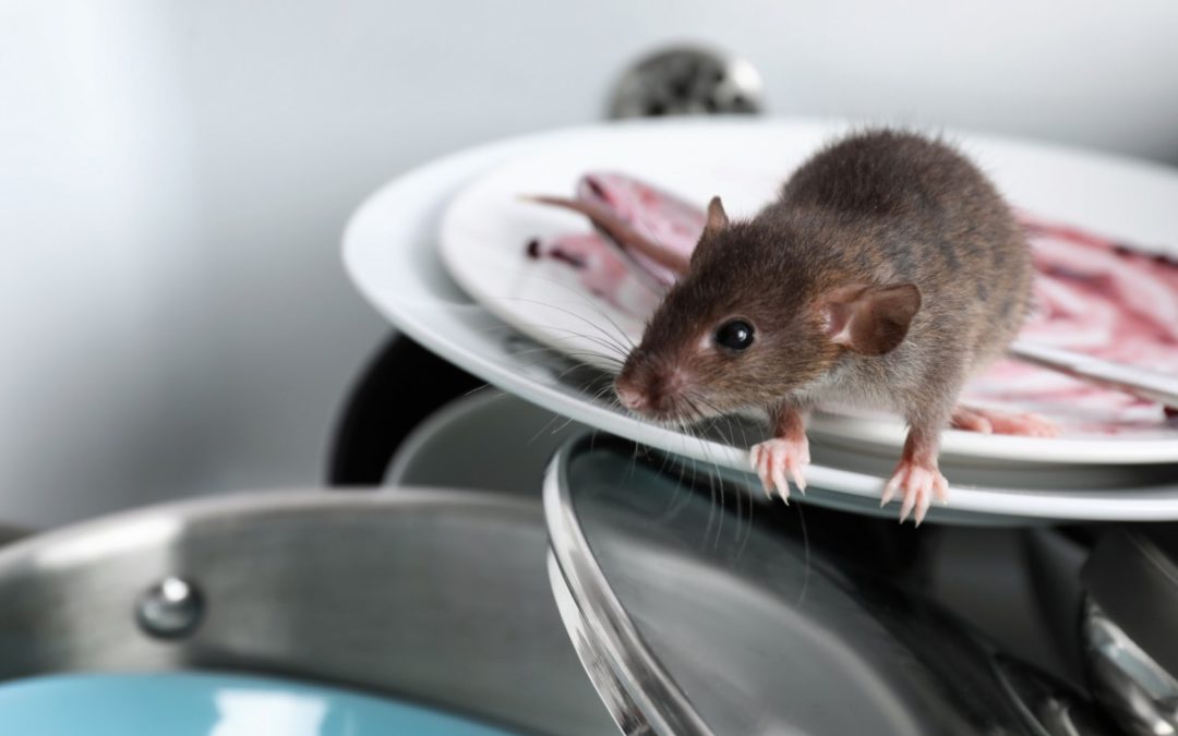 Six Signs That Show You Are Being Affected By Rodent Infestation