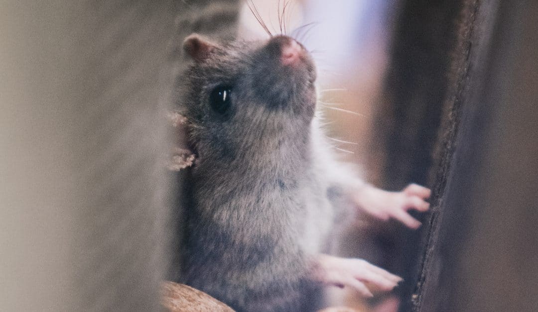 When to Call an Exterminator for Mice | 6 Possible Signs