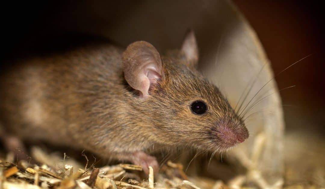 How Long Can a Rat Live Without Food: All You Need to Know