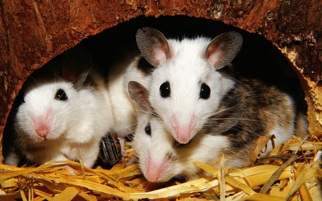 Can Mice Live in Insulation?