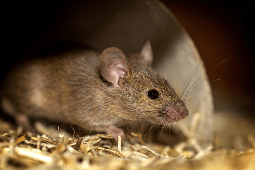 what causes rodent issues