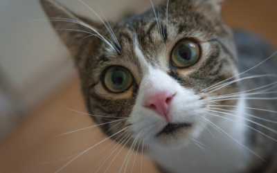 Do Cats Deter Mice? Exploring the Efficacy of Feline Pest Control